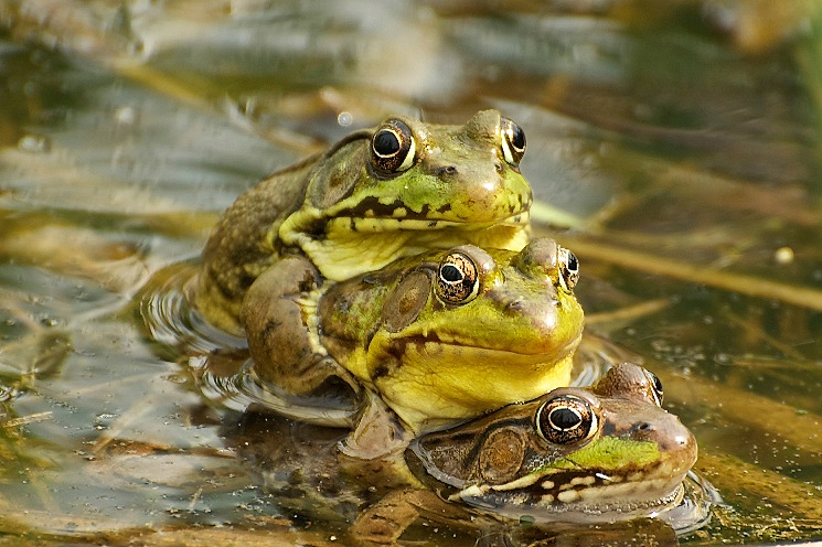 Wildlife03.jpg