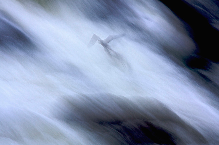 Wildlife07.jpg